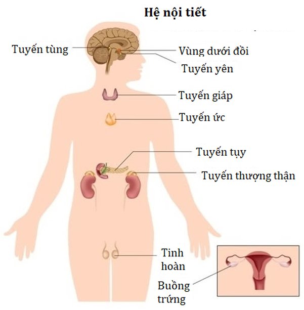 Đặc Điểm Hệ Nội Tiết: Khám Phá Cấu Trúc Và Chức Năng Của Cơ Thể